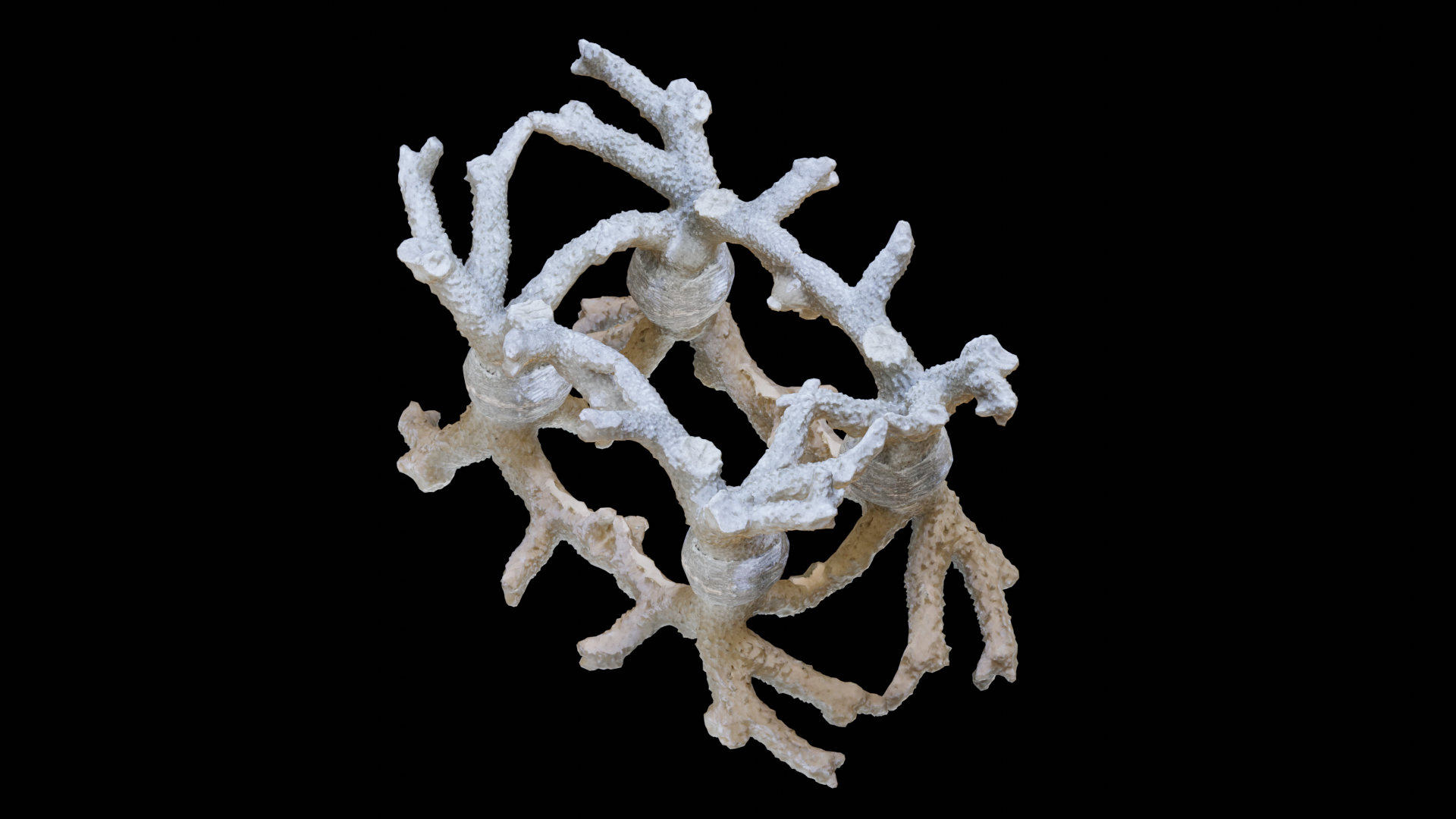 Original Coral Scanned